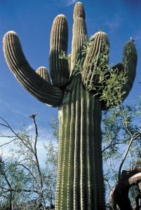 Tall, old saguaro cacti greet visitors at the Arizona-Sonora Desert Museum.