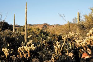 Visitors to the Arizona-Sonora Desert Museum encounter plants of all shapes and sizes.