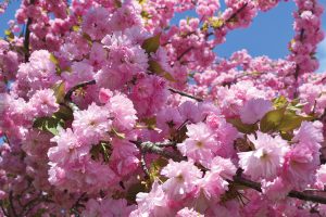 Cherry Hill Park makes a great base for RVers touring Washington, D.C., during cherry blossom season or anytime.