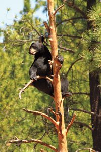 The park lives up to its namesake by saving bears and other animals.