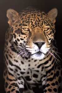 Libre the jaguar arrived at Bearizona in 2018.