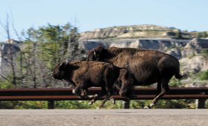 "Have you ever seen bison running like deer?" asks Yinghong Li, who caught the action at the North Unit of Theodore Roosevelt National Park following FMCA‘s 2019 summer convention in Minot, North Dakota.