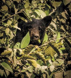 If you don’t see bears at the usual spots, you’ll probably find them elsewhere!