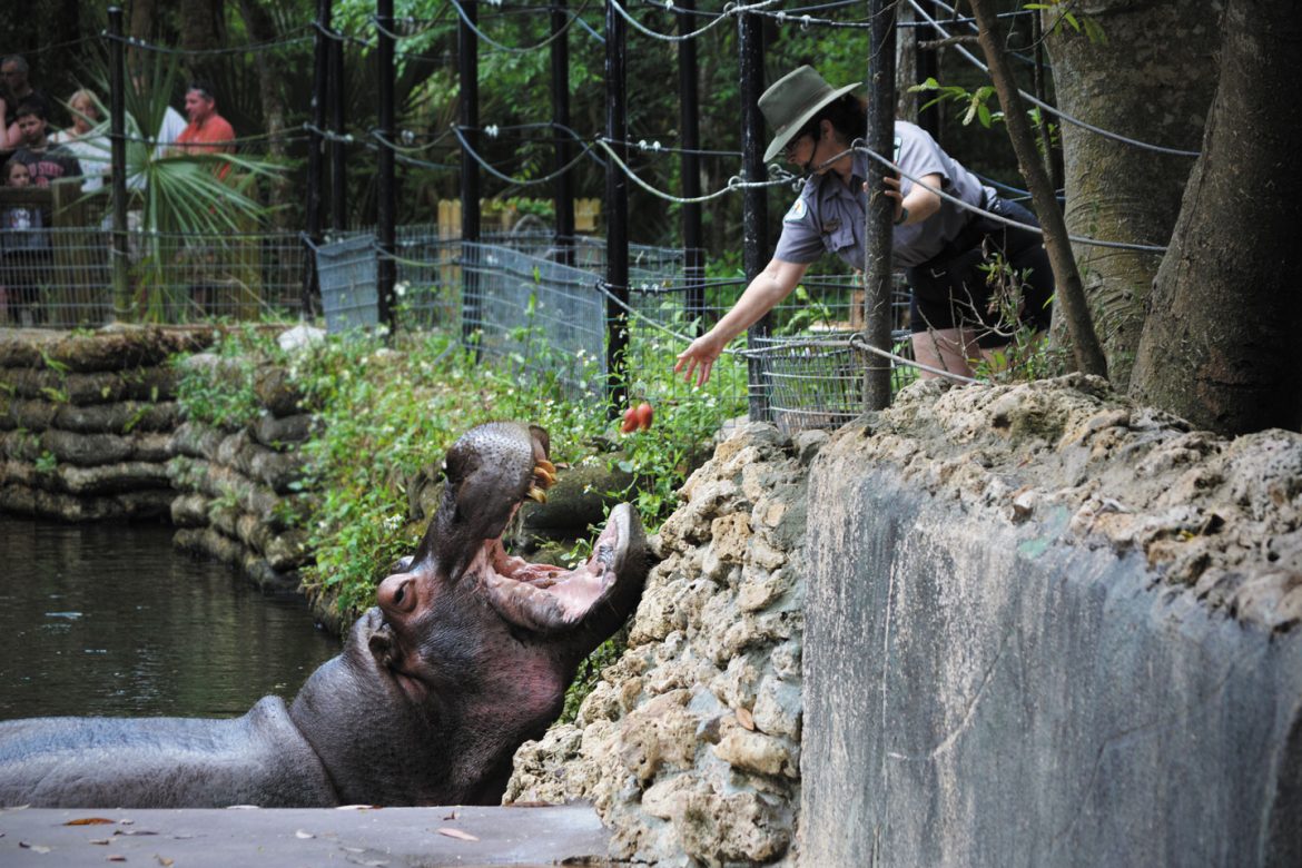 Watching The Critters At Homosassa Springs