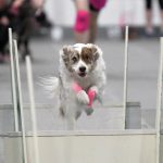 Ezri, who turns 11 this summer, leaps over a hurdle during a competition. She has earned the Hobbes, the top flyball title.