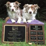 Plaques show the points that Sirella (left) and Ezri have racked up in North American Flyball Association competitions.
