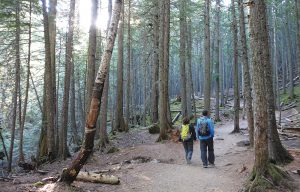 Trekking through a dramatic wooded setting.