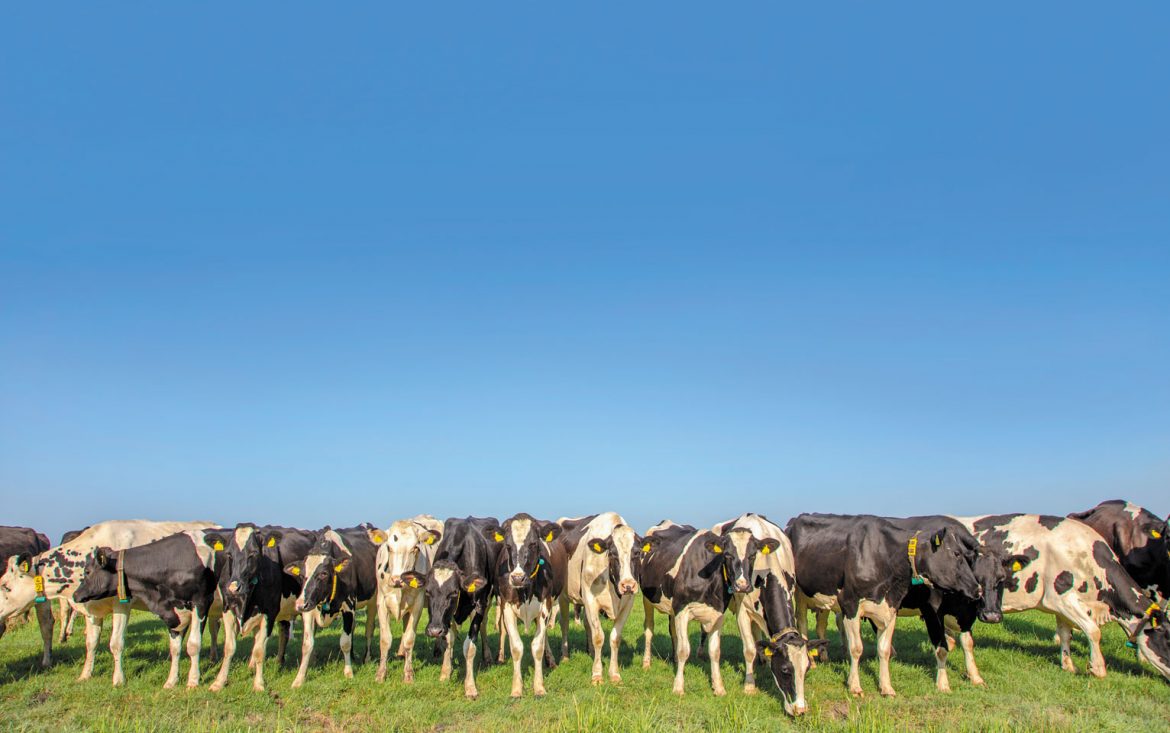 A Modern-Day Dairy Tale