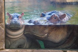 Fiona, left, born 6 weeks early at the Cincinnati Zoo, is the smallest hippo to ever survive.