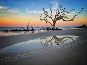 Driftwood Beach, on the north end of Jekyll Island, Georgia, is aptly named, as Douglas Nelson's image confirms.