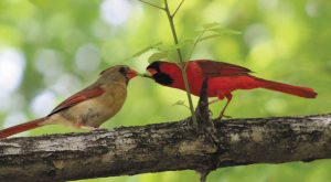David Schlagel spotted an endearing cardinal couple last March. 