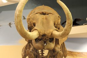 The immense collection at the Museum of Texas Tech University includes fossils from the Ice Age.