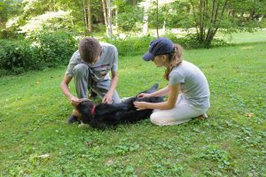 Pets should be checked daily for ticks. A vet can suggest protection options.