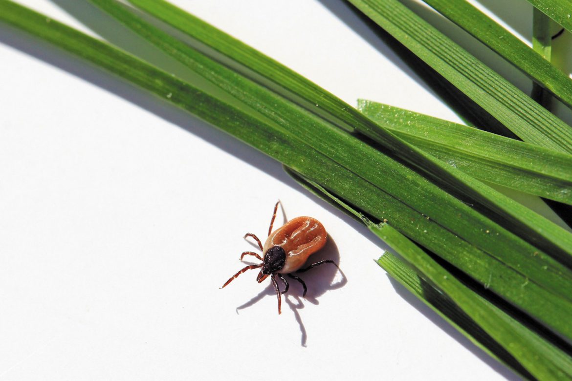 Take Precautions Against Ticks