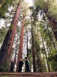 Standing tall in Jedediah Smith Redwoods State Park.