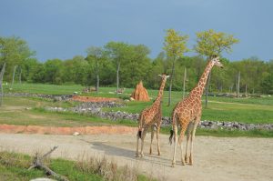 Animals roam at the Columbus Zoo and Aquarium's Heart of Africa area.