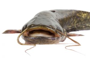 catfish