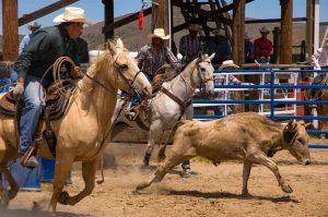 Haines hosts the Haines Stampede rodeo, which takes place each year on July 3 and 4.