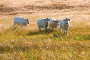 Cattle roam near Blue Mountain Scenic Byway.