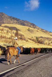 A cattle drive trundles along the Oregon Outback Scenic Byway.