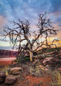 During a recent visit to Utah, Francisco Charvet encountered the stark, surreal beauty of Canyonlands National Park.
