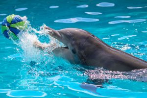 Atlantic bottlenose dolphin