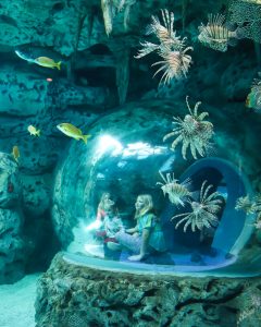 In the aquarium’s Coral Reef display, lionfish mesmerize young visitors inside the Blue Hole viewing portal.