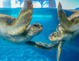 Green sea turtles