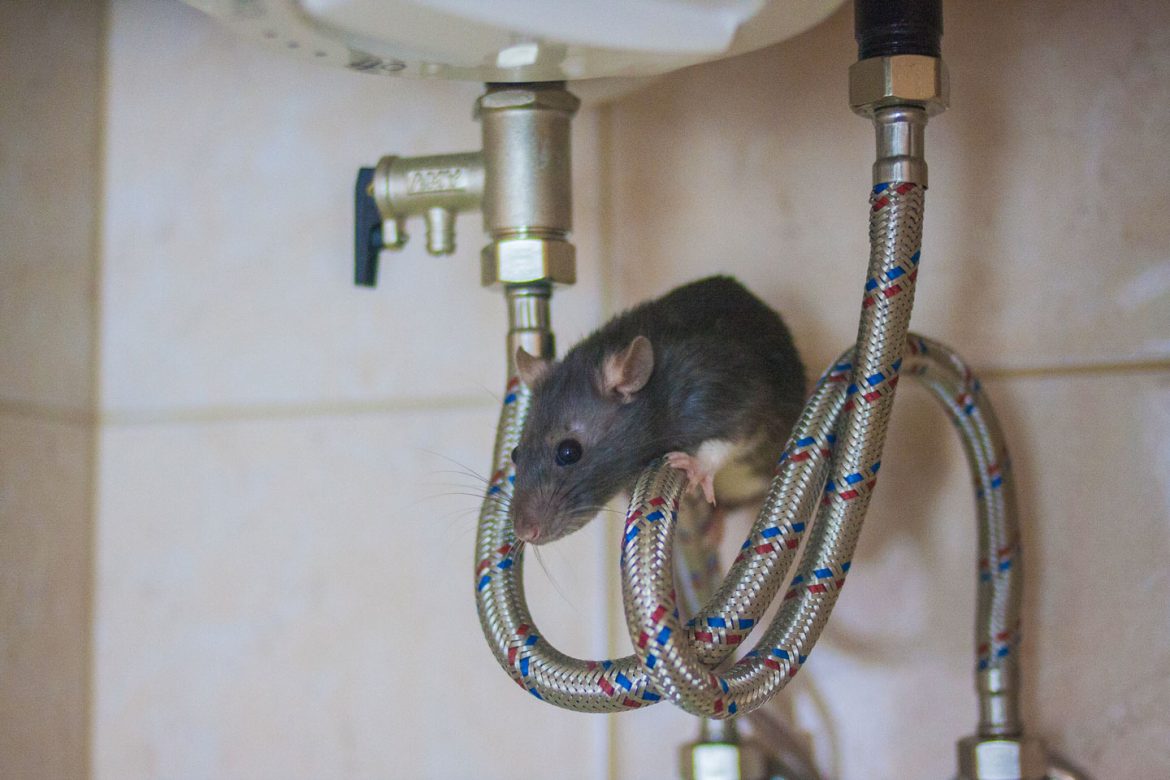 Tech Talk: December 2020