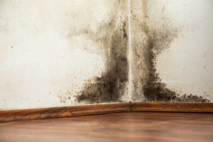 Mold and mildew