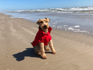 Captain Cruise, a Welsh terrier, looks festive during a trip to Port Aransas, Texas, with Becky Teague, his human. 