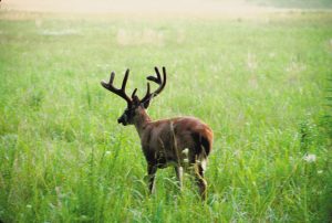  A buck’s velvet-covered antlers.