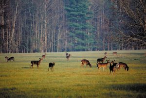 Deer typically emerge from the woods near dusk and feed until after dawn.