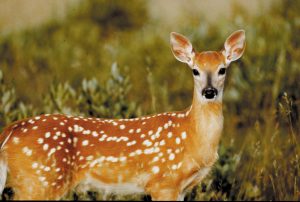 Although a fawn may appear to be alone, its mother is never far away.