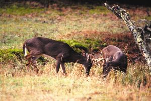During the autumn months, bucks display aggressive behavior toward one another.
