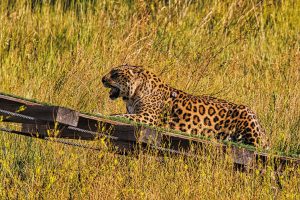 A leopard crawls along a manmade ramp at the sanctuary.