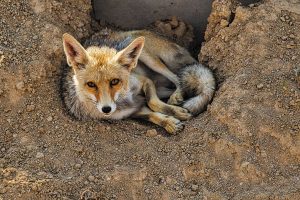 A fox at the Wild Animal Sanctuary.
