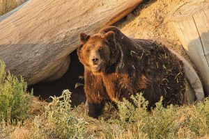 Animals at the sanctuary live in natural, protected areas unencumbered by traditional cages.