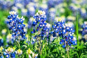 Texas bluebonnets, the state flower, fill fields with vibrant color in March and April.