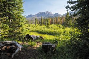 The National Forest Foundation protects natural lands, and Thor Industries has donated a half-million trees to help the cause.