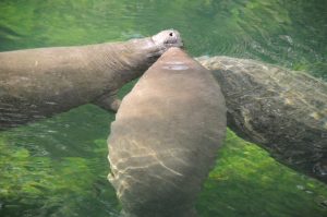 Hundreds of manatees winter in Blue Spring State Park.