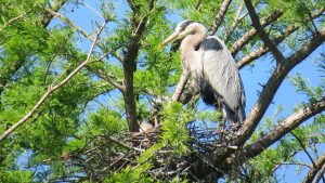 Observant park visitors may be rewarded with sightings of great blue herons, sometimes guarding chicks in their nests.
