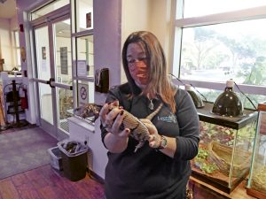 Manager Sandy Falcon holds a blue-tongued skink at the Lyonia Environmental Center.