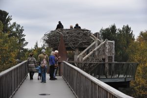 Visitors can become “birds of a feather” in The Wild Center’s oversized bald eagle nest.