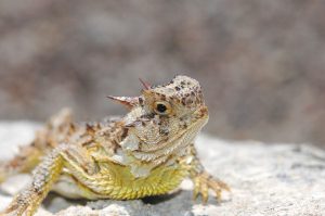 The rarely seen and endangered Texas horned lizard calls San Angelo State Park home.