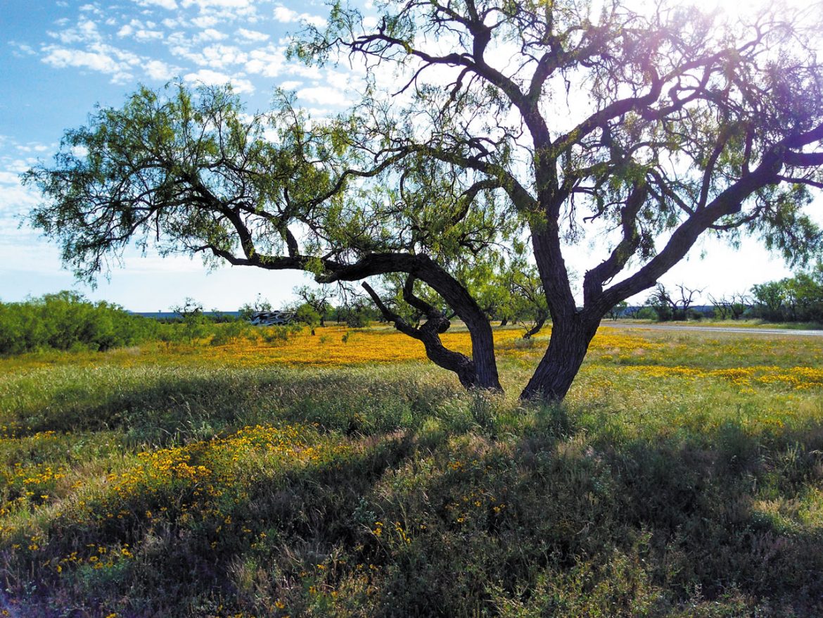 A Pearl in the Plains of West Texas