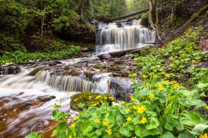 Wolverine State sites include spring buttercups at Wagner Falls, near Munising.