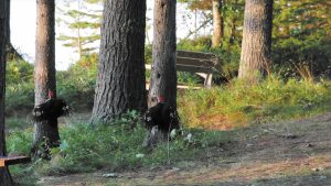 Scott and Christy Herbert encountered this pileated woodpecker while staying at Sunset Bay RV Resort & Campground on Michigan’s Keweenaw Peninsula; not pictured is a second woodpecker on the tree nearby.
