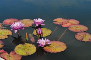 Beautiful specimens in the International Waterlily Collection ponds.