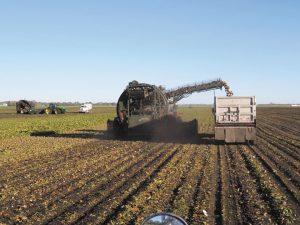 At fall harvest time, farms hire temporary workers to drive trucks that transport sugarbeets right from the fields to the pilers.